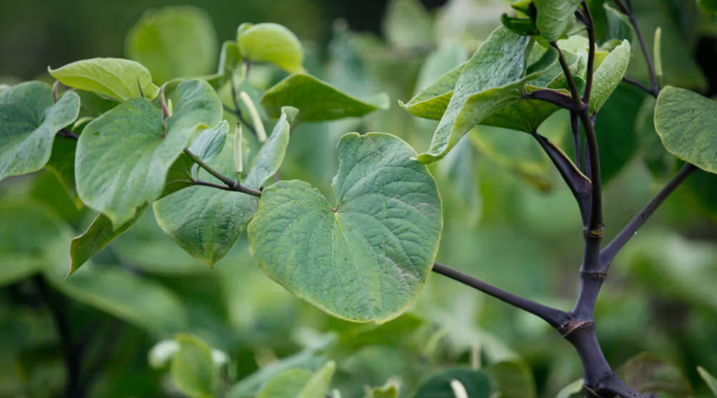 What is Kava and Why Those with a History of Addiction Should Be Consuming It